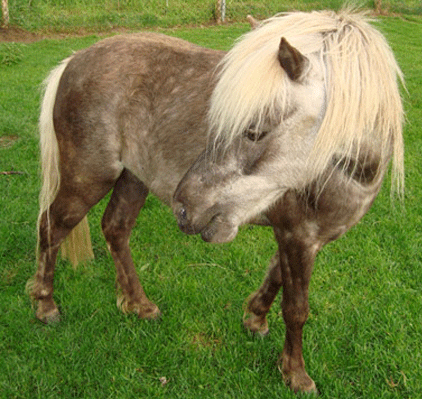 Ponyfoto